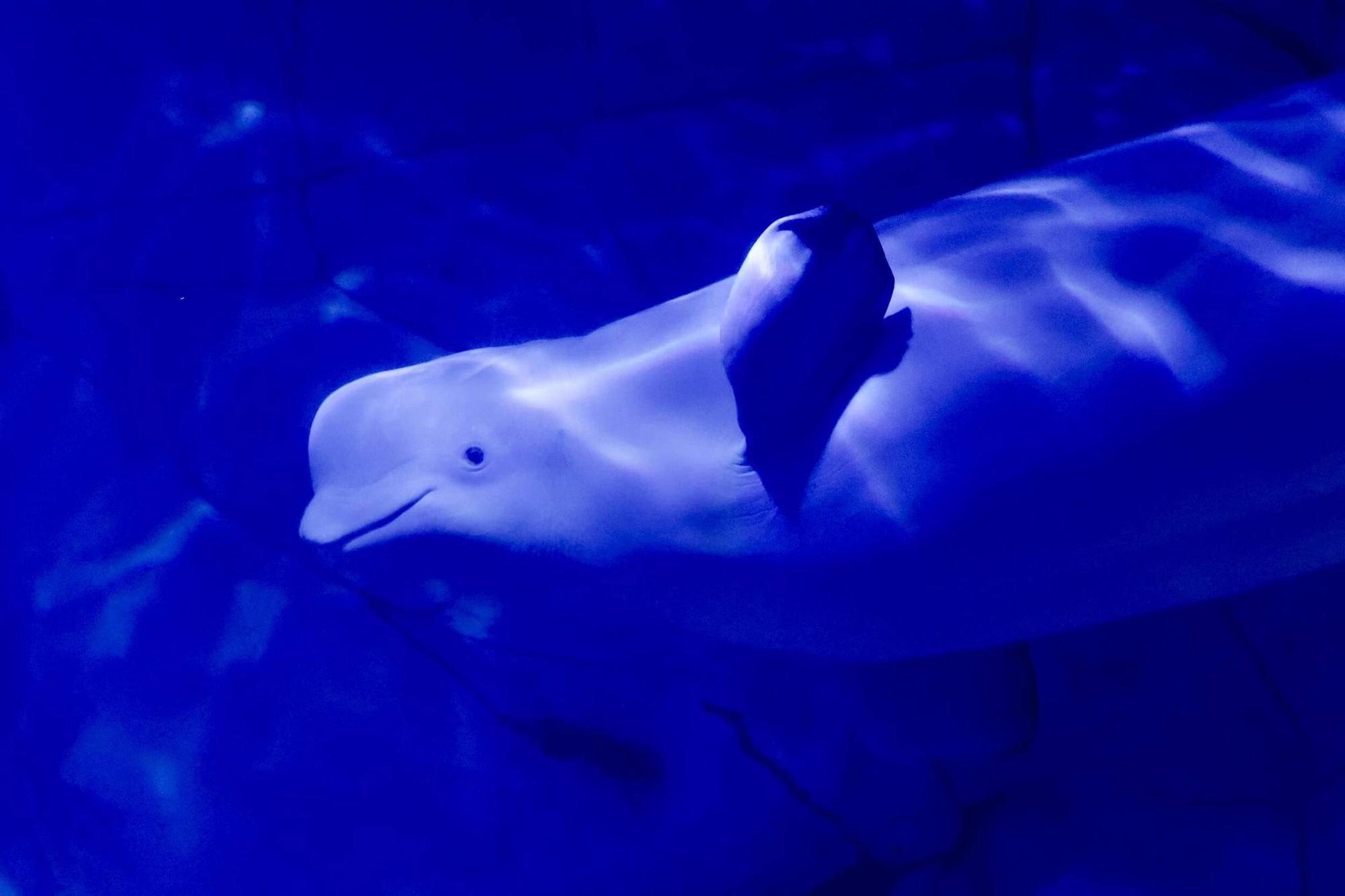 Las cuatro belugas del Oceanogràfic ya nadan juntas en València