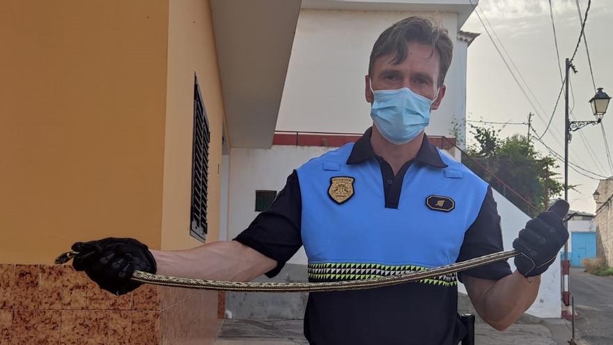 Un policía local de Santa Brígida tras capturar el ejemplar de culebra californiana.