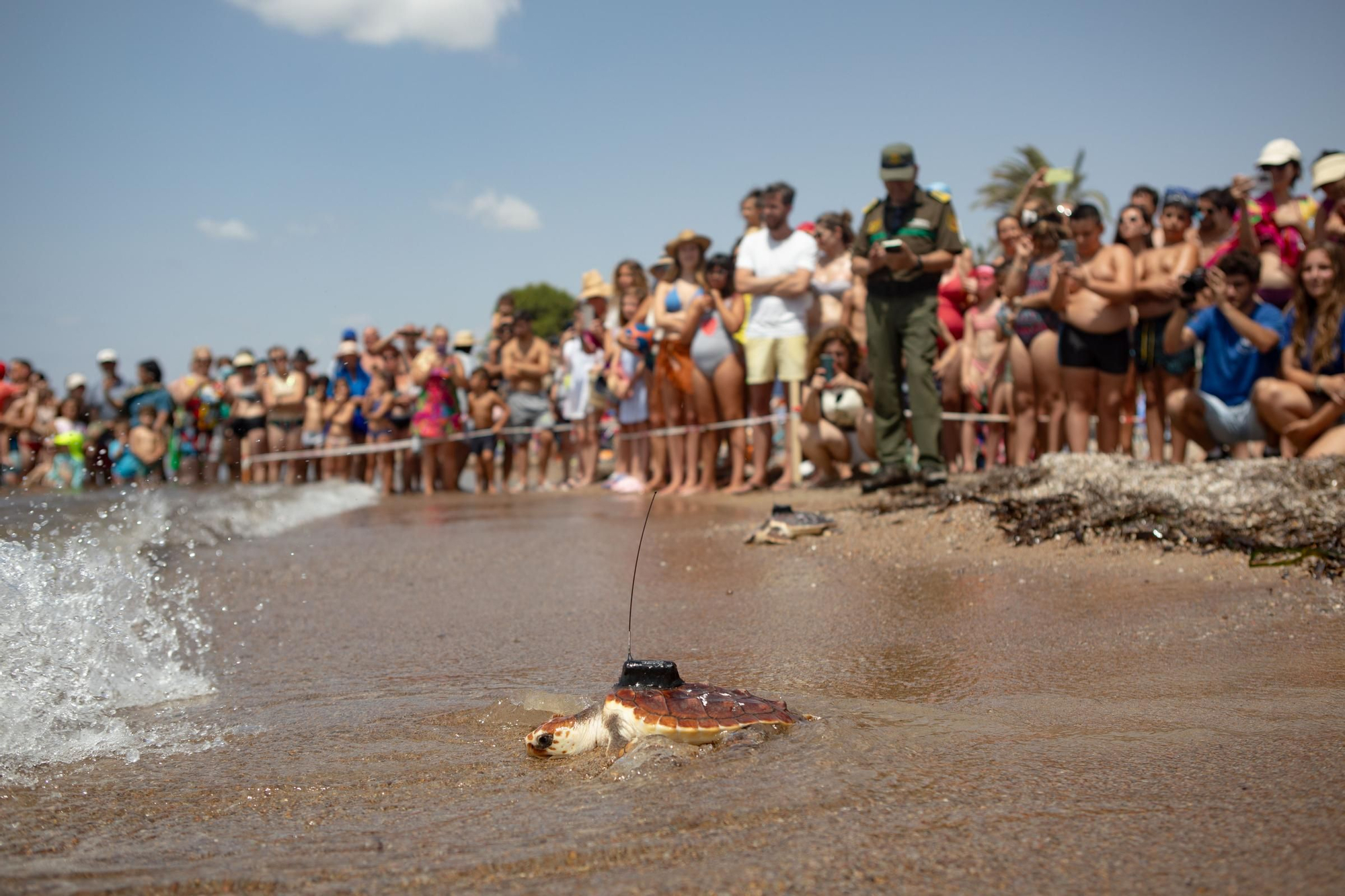 Sueltan 21 tortugas bobas en su hábitat natural en Isla Plana