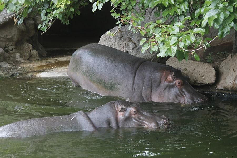 Coronavirus en Córdoba: los animales del zoológico siguen con su rutina diaria