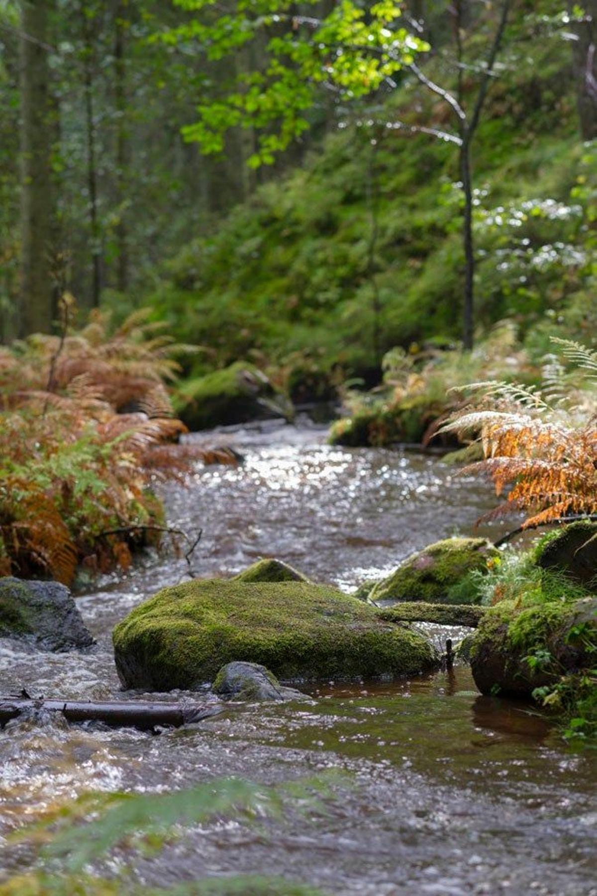Área boscosa en Suecia.