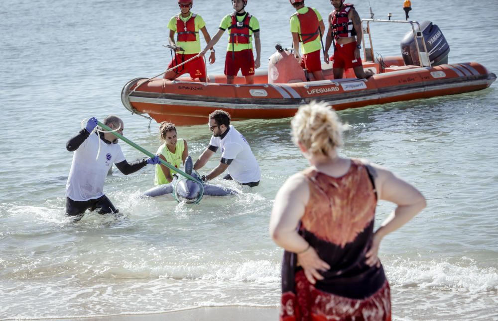 Hai-Alarm mit Happy-End auf Mallorca