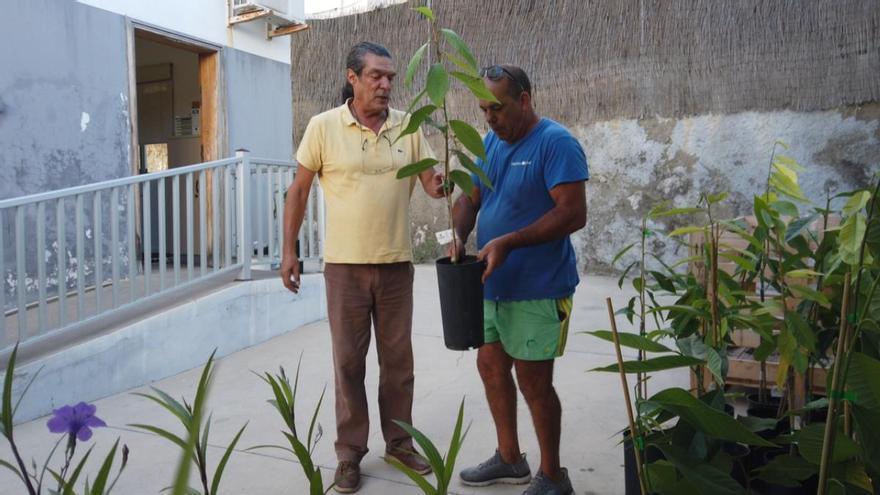 El Ayuntamiento de Mogán entrega 100 plantones de atemoya para diversificar la producción agrícola local