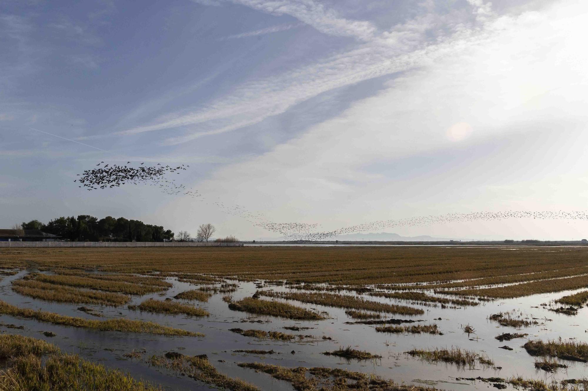 El picatort toma l'Albufera