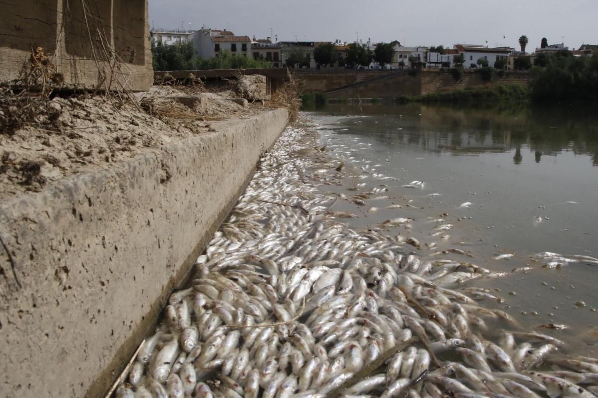 La mancha de orujo deja cientos de peces muertos en el Guadalquivir.