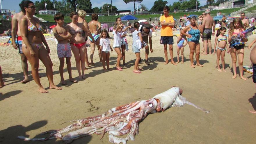 Hallan muerto en Asturias un calamar gigante de 5 metros