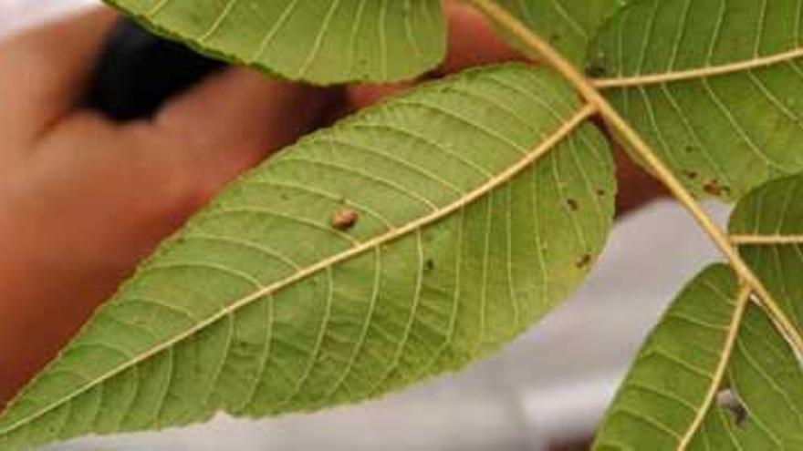 El ayuntamiento usa insectos para acabar con el pulgón y la cochinilla de los árboles de Badajoz