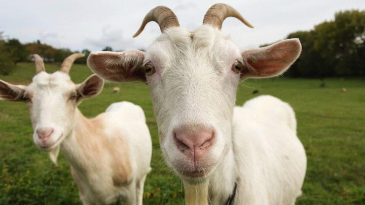 Investigan cómo han podido las cabras vivir sin agua