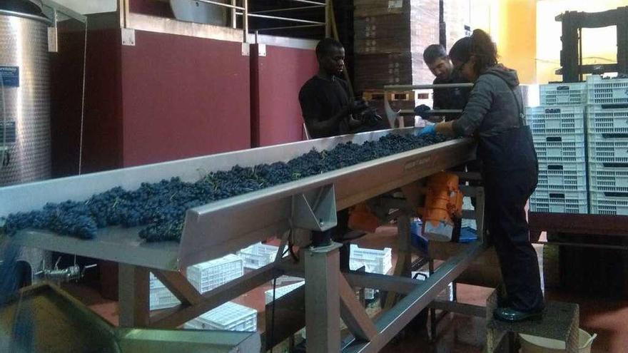 Trabajadores de una bodega de la DO revisan los racimos de uva en la mesa de selección.