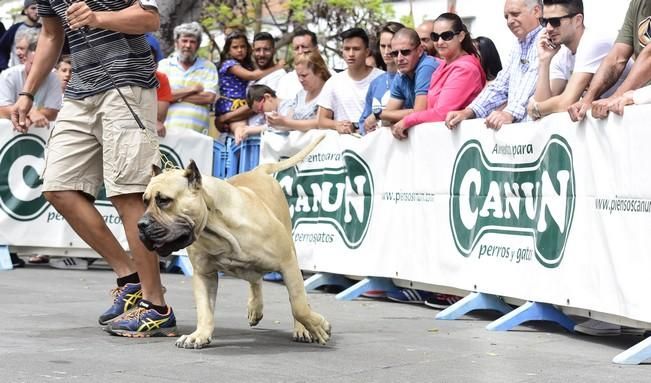 Celebración del I Certamen Nacional de perro ...