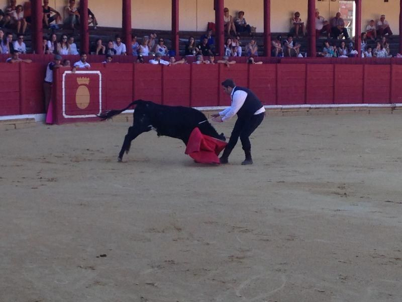 Fiestas en Toro | Becerrada de las peñas