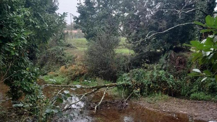 Villaviciosa solicita a la Confederación la &quot;limpieza urgente&quot; de los árboles caídos en el río Linares