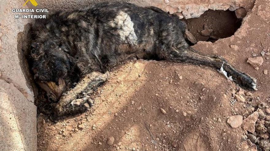 Investigado por maltrato animal tras hallar a tres perros muertos en Fuerteventura