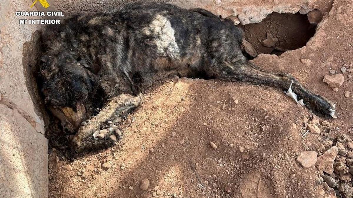 Investigado por maltrato animal tras hallar a tres perros muertos en Fuerteventura.