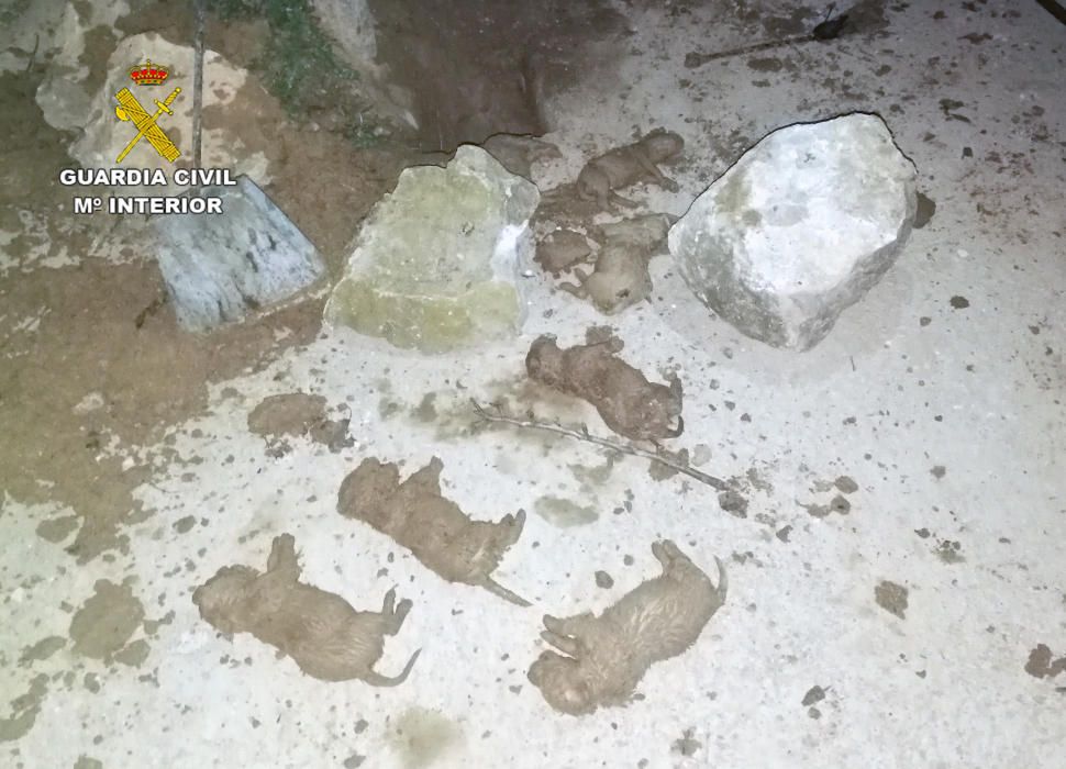 Encuentran a nueve cachorros sepultados en una finca de Mula