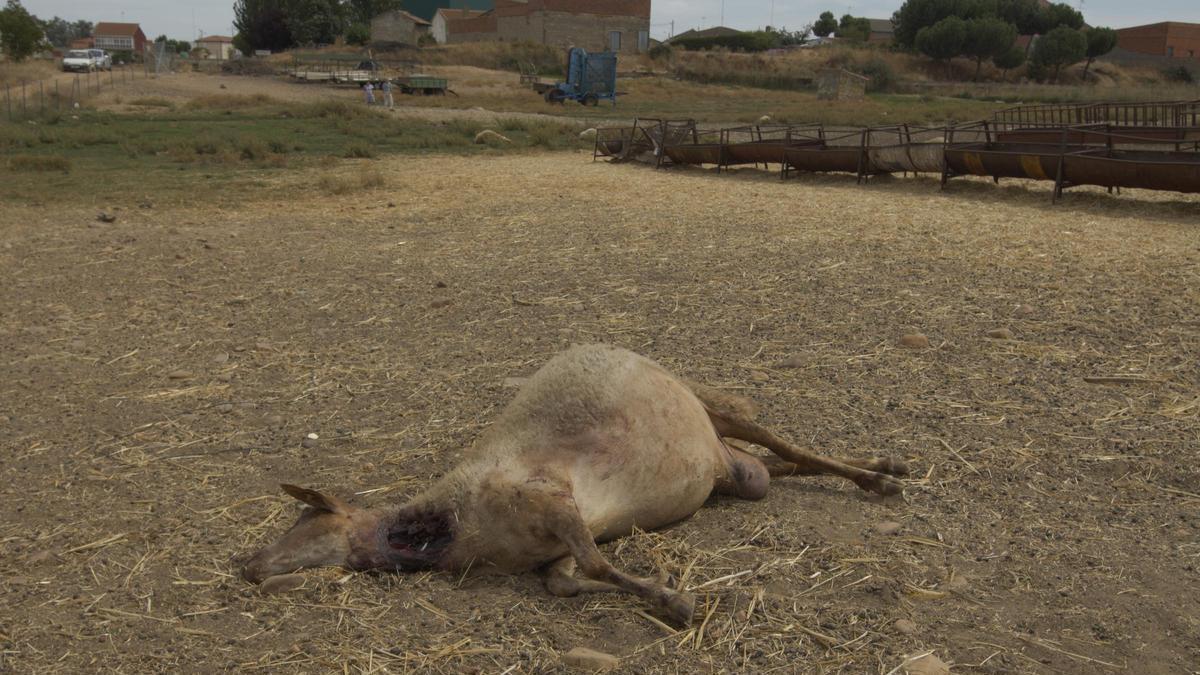 Una oveja muerta por un ataque del lobo en la comarca benaventana.