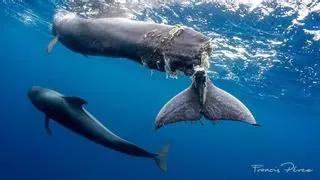 Orcas, delfines y tiburones: el tráfico marítimo pone en riesgo a más de 75 especies