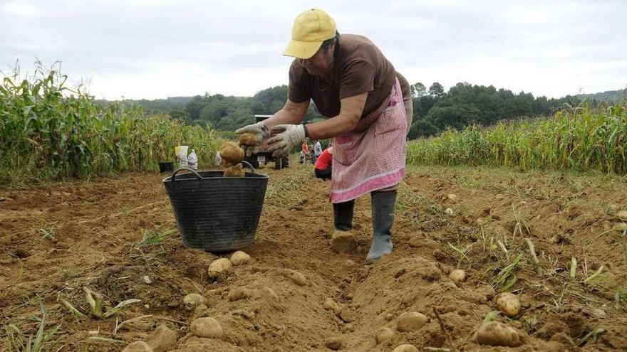 Una mujer recoge patatas en una explotación gallega.