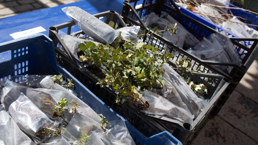 La Diputación de Zamora regala dos mil olivos
