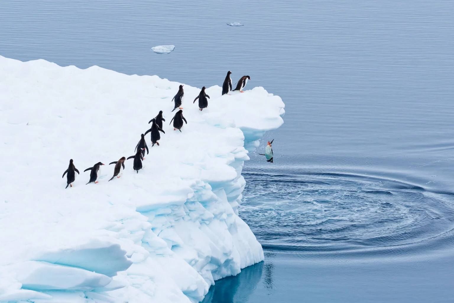 'Queuing for the Polar Plunge'