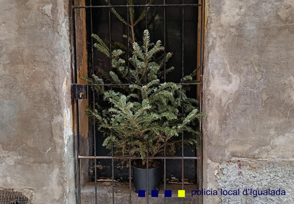 Així va trobar la Policia Local d'Igualada l'arbre desaparegut