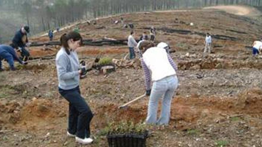 El programa &#039;Plantabosques&#039; planta unos 200.000 árboles en la región