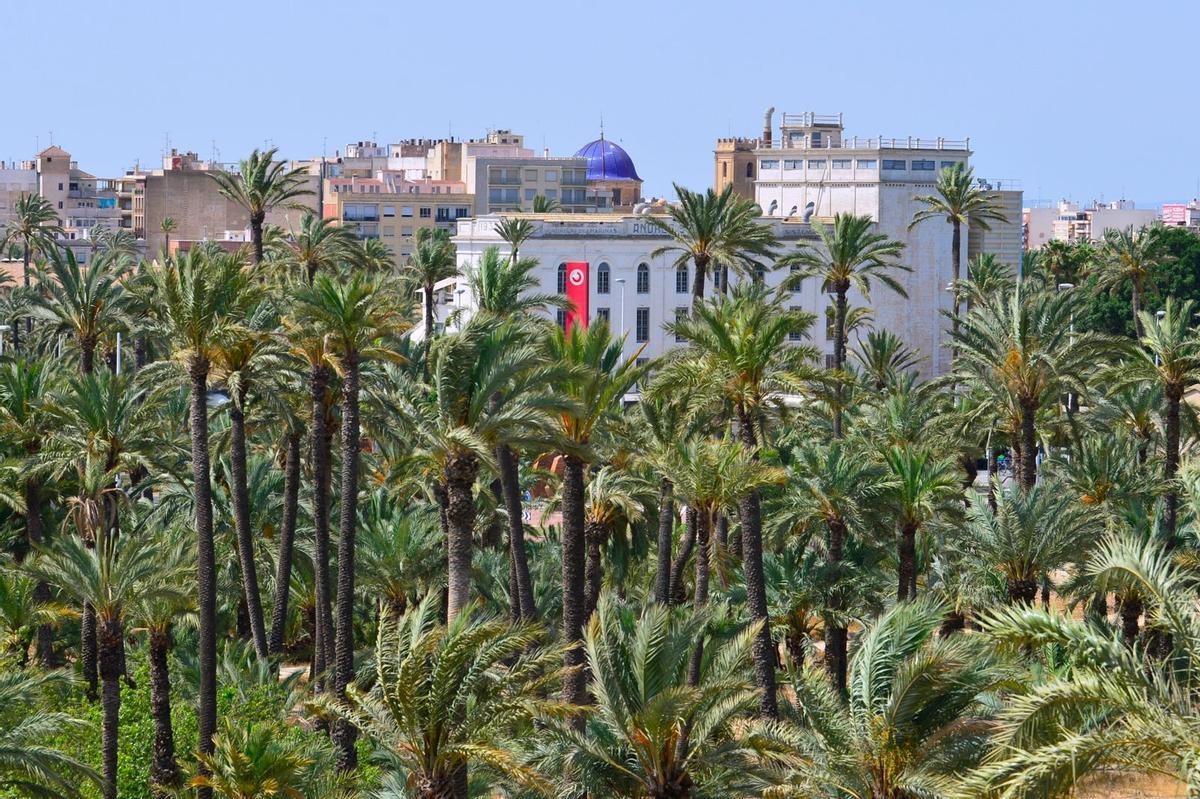 Vista general del Palmeral de Elche