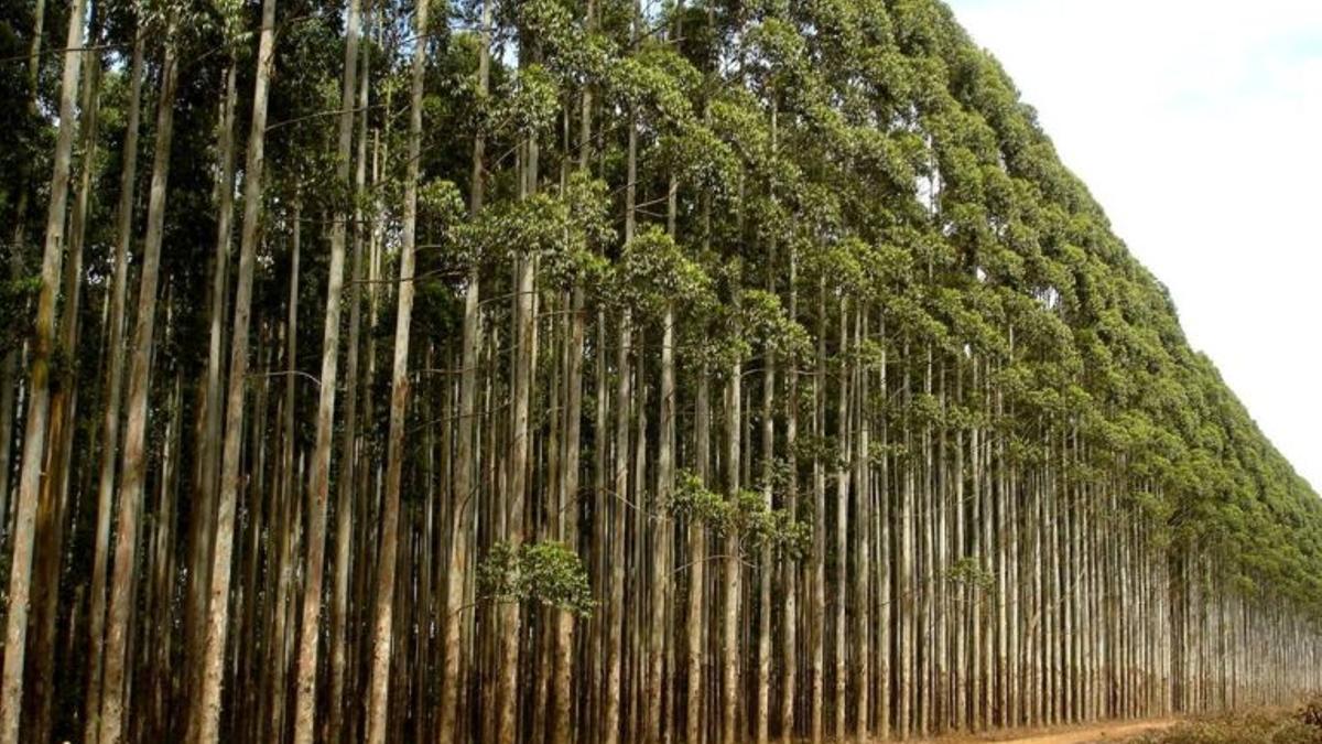 Galicia frena las plantaciones de eucaliptus, el ‘árbol-gasolina’