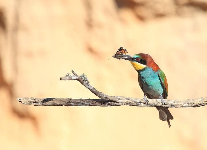 Antonio Quiles Un vistoso abejaruco europeo de cazaSant Josep, junio. «Es uno de mis pájaros favoritos por su colorido y su habilidad para cazar avispas y otros insectos al vuelo. Este es el primer año en el que consigo fotografiarlos bien».