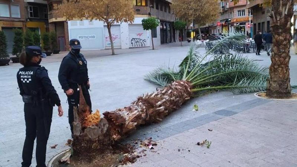 El viento arranca una palmera en Murcia