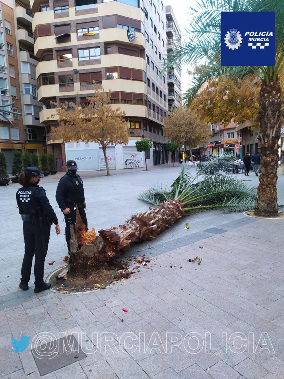 El viento arranca una palmera en Murcia