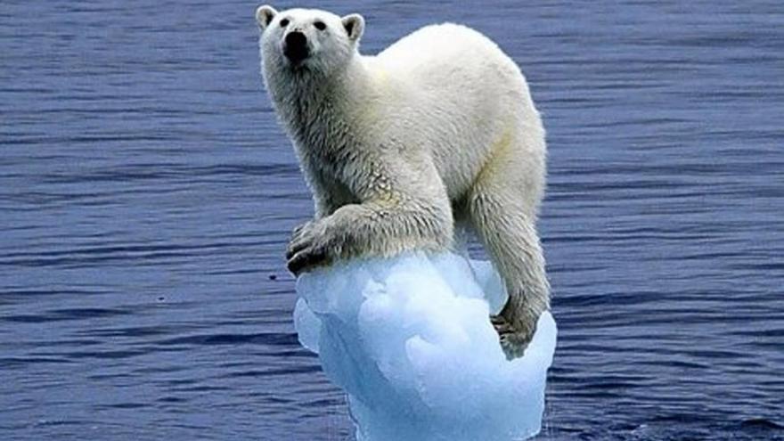 Un oso polar se sostiene sobre un bloque de hielo. // FdV