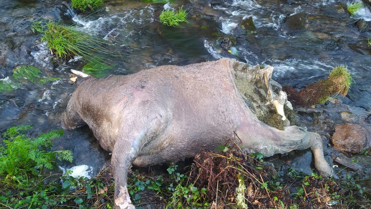 La segunda vaca muerta fue retirada este viernes del cauce fluvial en la zona de Cubelo