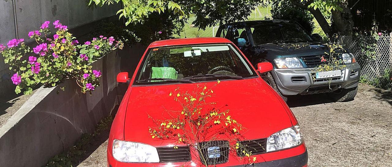 Parece que la tradición no decae, incluso que renace, porque en las carreteras y estacionamientos de la comarca abundan desde ayer los vehículos engalanados con las alegres xestas amarillas con las que se celebra la llegada del mes de las flores y tiempos de cosecha en el horizonte. Y a buen seguro que hoy tampoco faltarán flores como regalo o en recuerdo de muchas madres que celebran hoy su día, sea por amor o por espíritu comercial.