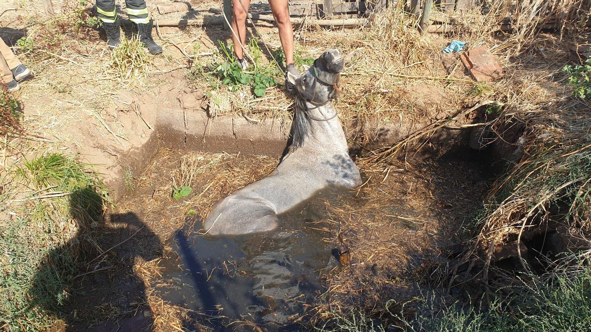 La yegua atrapada en la fosa séptica.