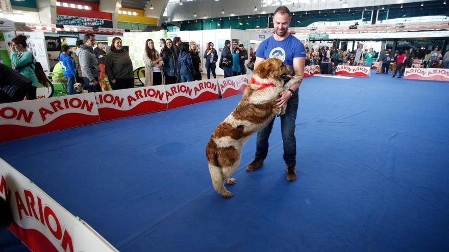 Más de 1.200 perros participarán en los concursos caninos de la feria de  mascotas PrinciPets - La Nueva España