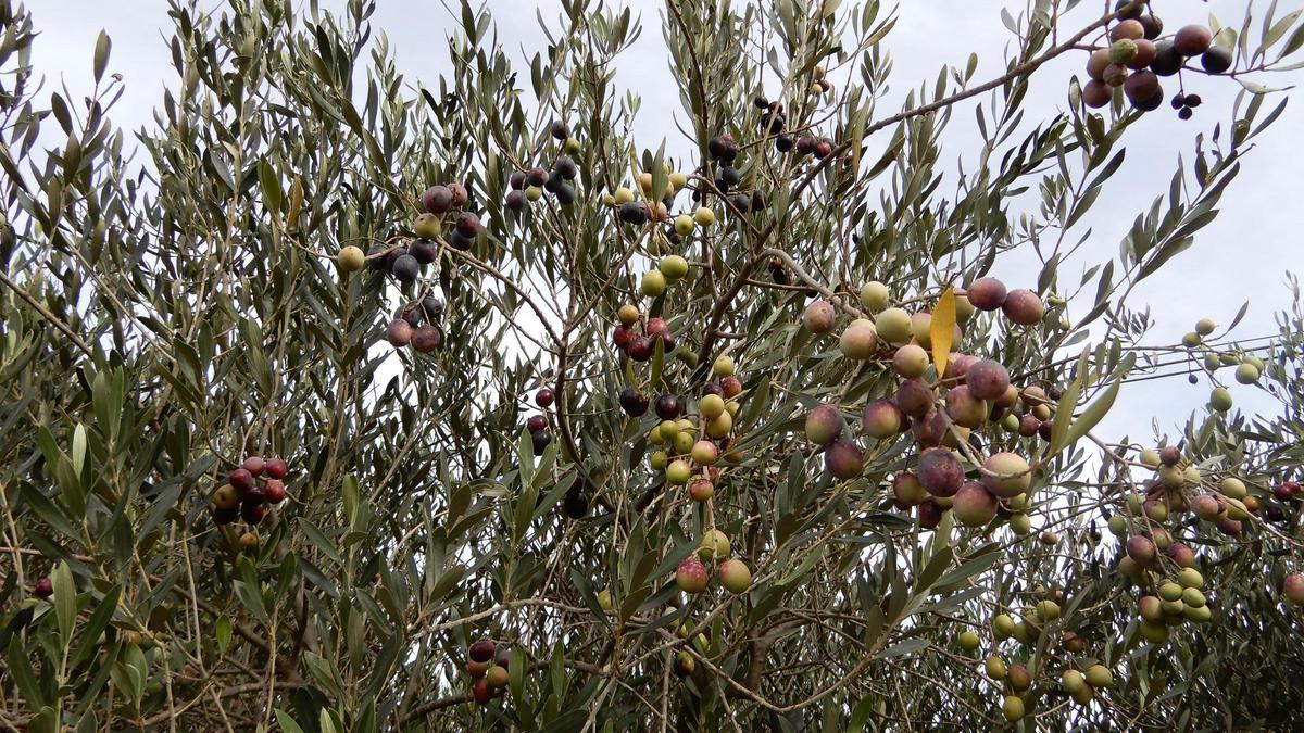 Olives en procés de maduració.