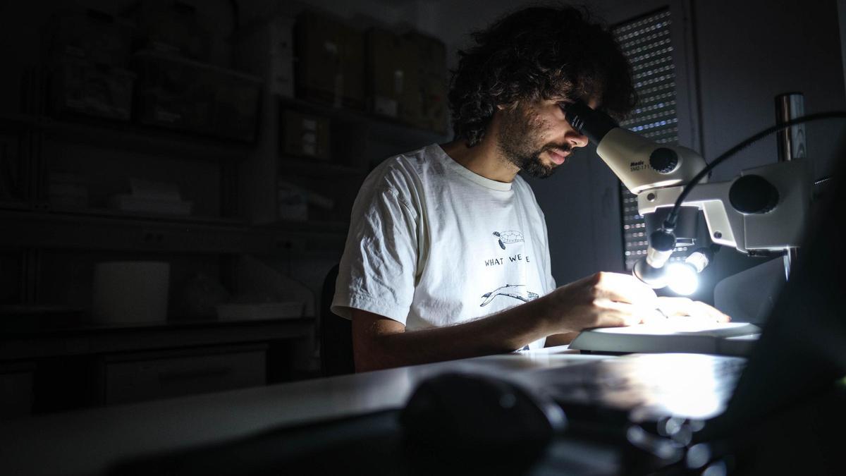 Un científico de las Islas mira a través del microscopio en un laboratorio del Instituto de Productos Naturales y Agrobiología (IPNA-CSIC).