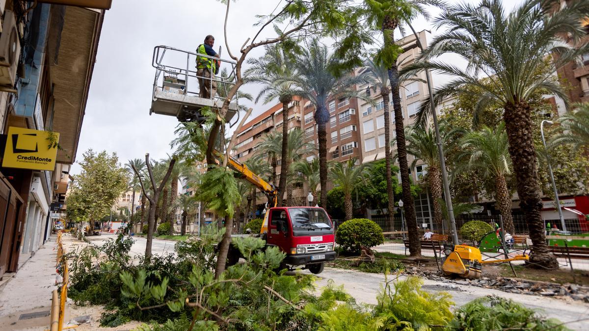 Barcala presume de convertir en "corredores verdes" avenidas de Alicante donde se arrancarán más de 200 árboles