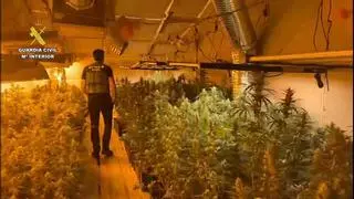 VÍDEO | Así brotaba la mayor plantación de marihuana desmantelada este año en Galicia: 3.000 plantas en Ames