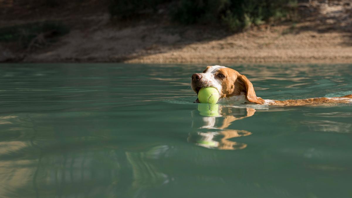 Estas son las razas de perro que mejor nadan y más les gusta el agua.