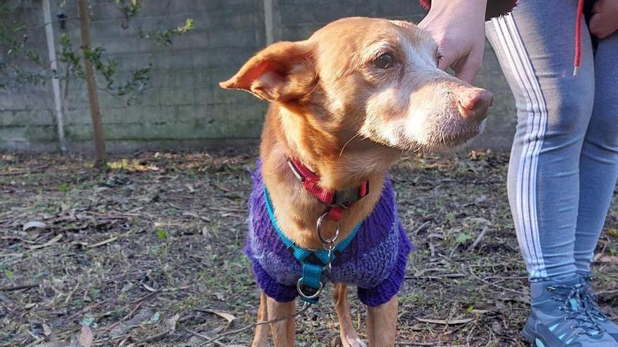 Las protectoras se llenan de perros de caza abandonados y desnutridos