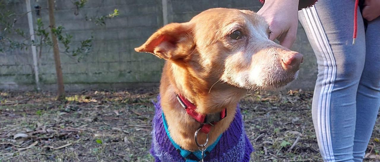 Pepe, uno de los últimos podencos en llegar al refugio &quot;Tú eres nuestra ayuda&quot; de Vigo.