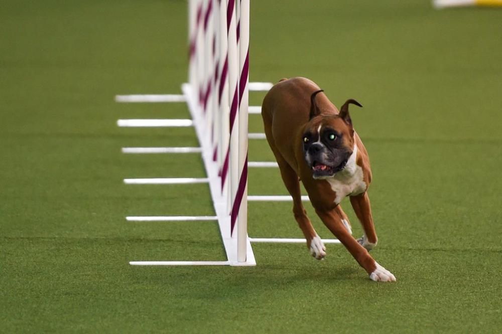 El Westminster Kennel Club, un dels shows de gossos de raça més importants del món