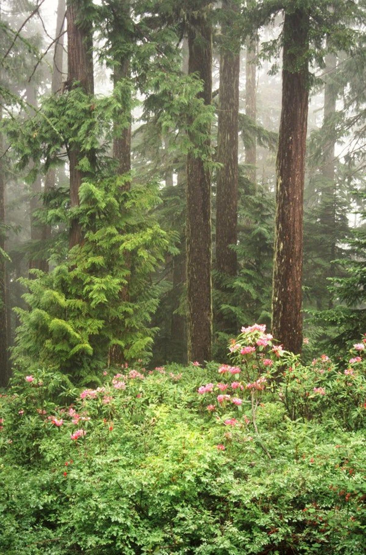 bosque del Monte Hood