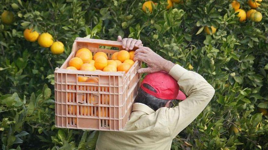 Detenido por el robo de 2.500 kilos de naranjas en Castellón