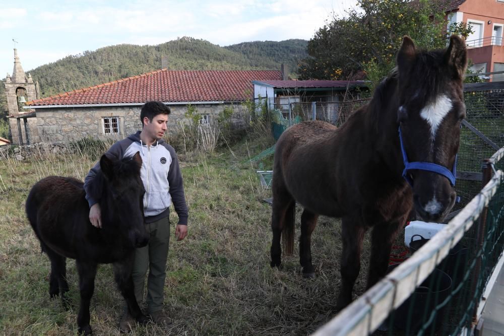 Nace en Oia el primer criadero de caballos gallegos de pura raza de la Serra da Groba