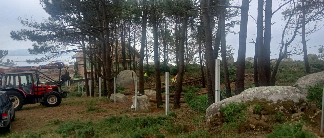 La tala de pinos que se realizaba ayer en el monte comunal de Fervide Miranda. |   //  FDV