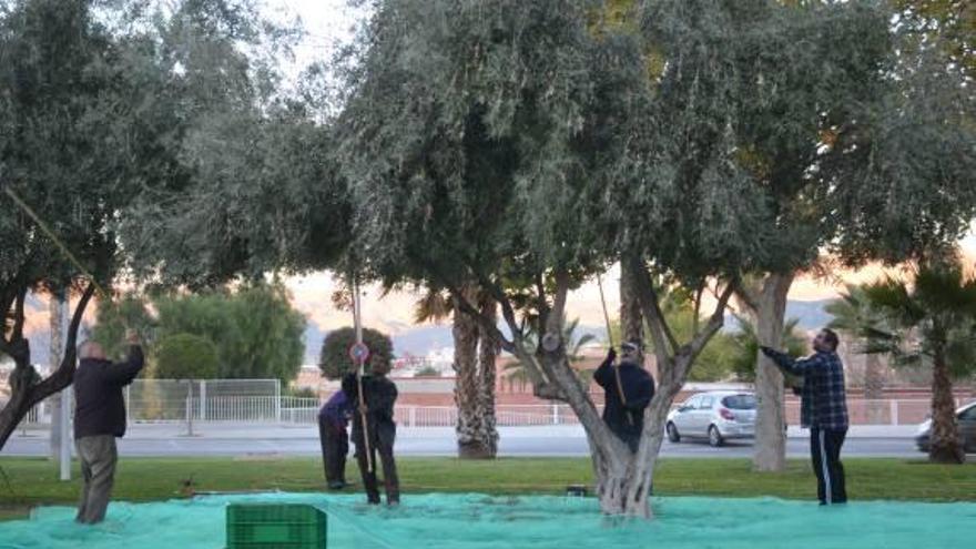 Beneficiarios de Cáritas comienzan a recoger la oliva de los parques