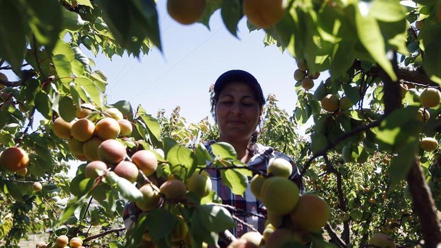 La patronal agraria ve «inasumible» otra subida salarial y prevé menos empleo